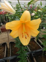 [4434 PO31 Terrasol No02.JPG]